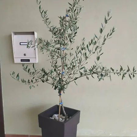 Olive Tree Green Nauplia
